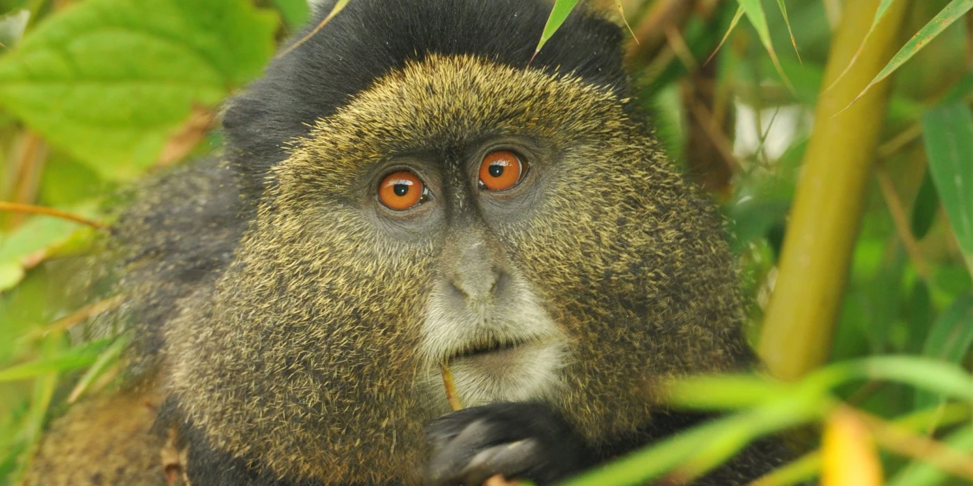 Nyungwe national park