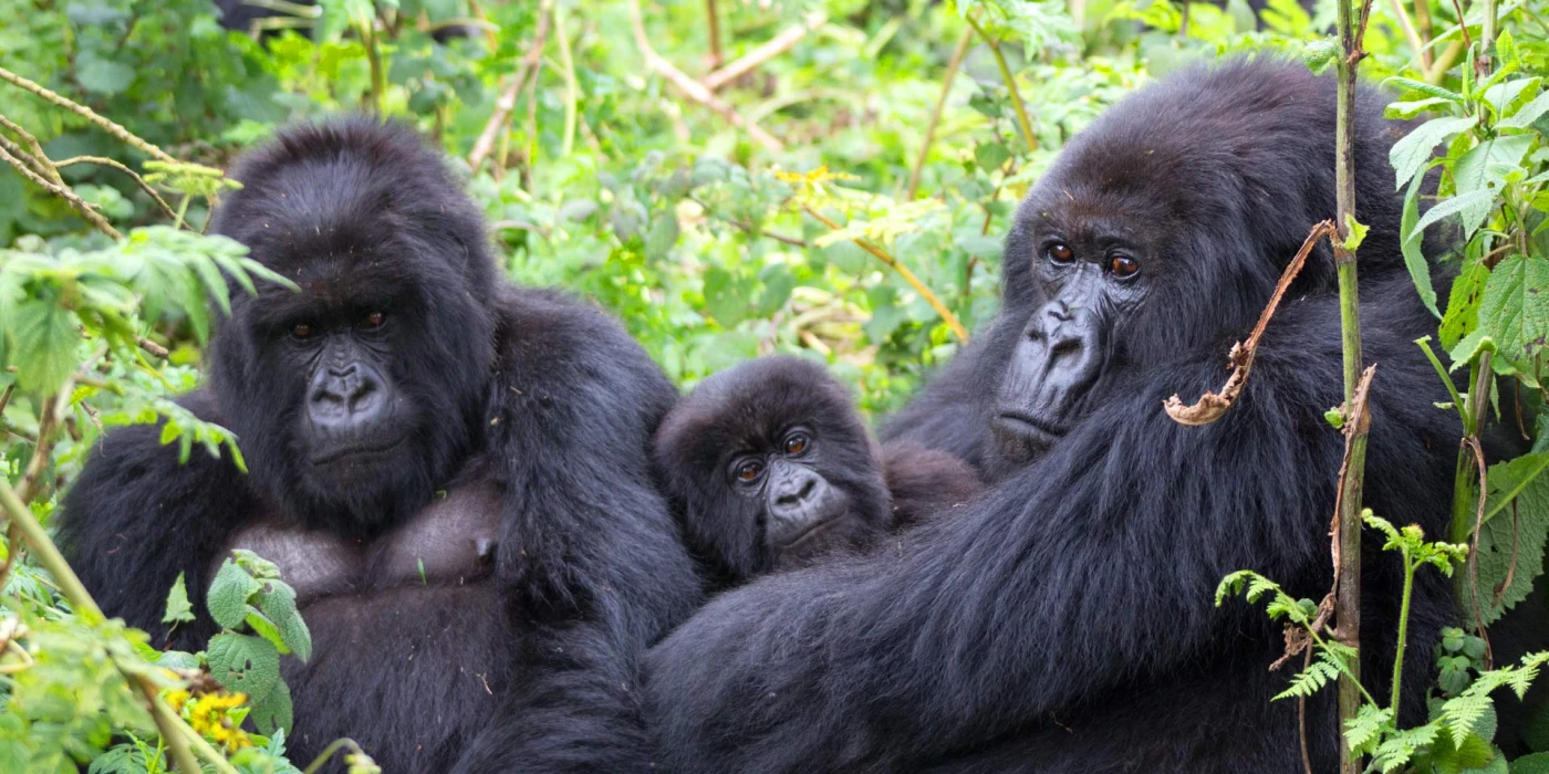 Bwindi impenetrable national park