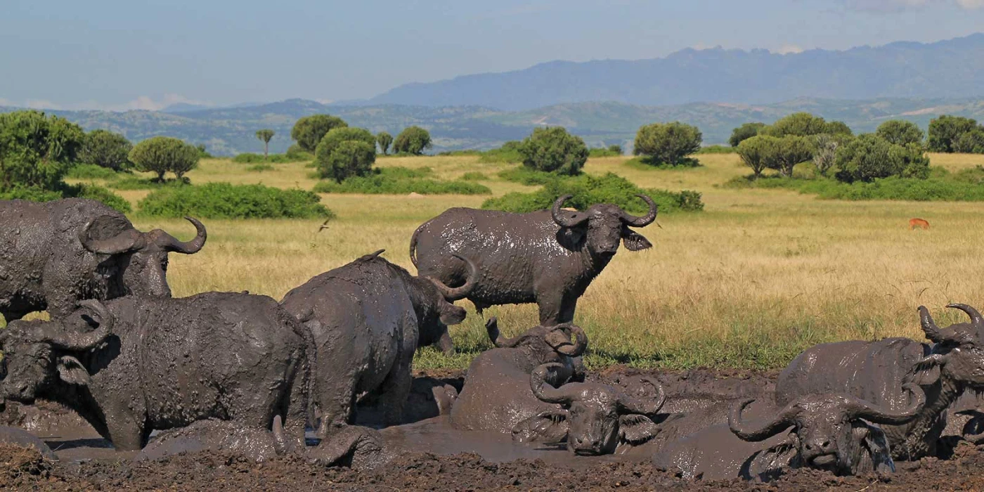 Queen elizabeth national park