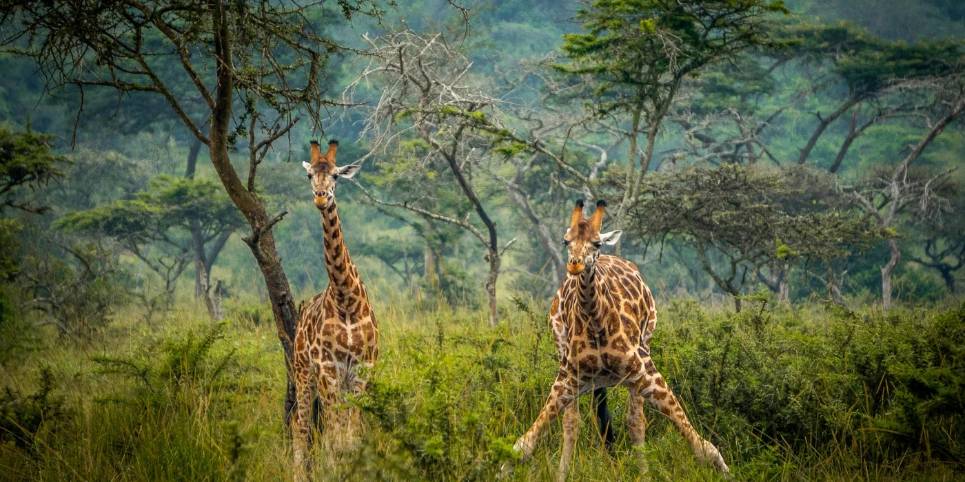 Lake mburo national park 