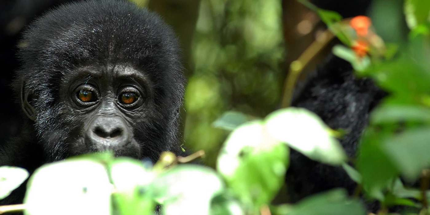 Mgahinga gorilla national park