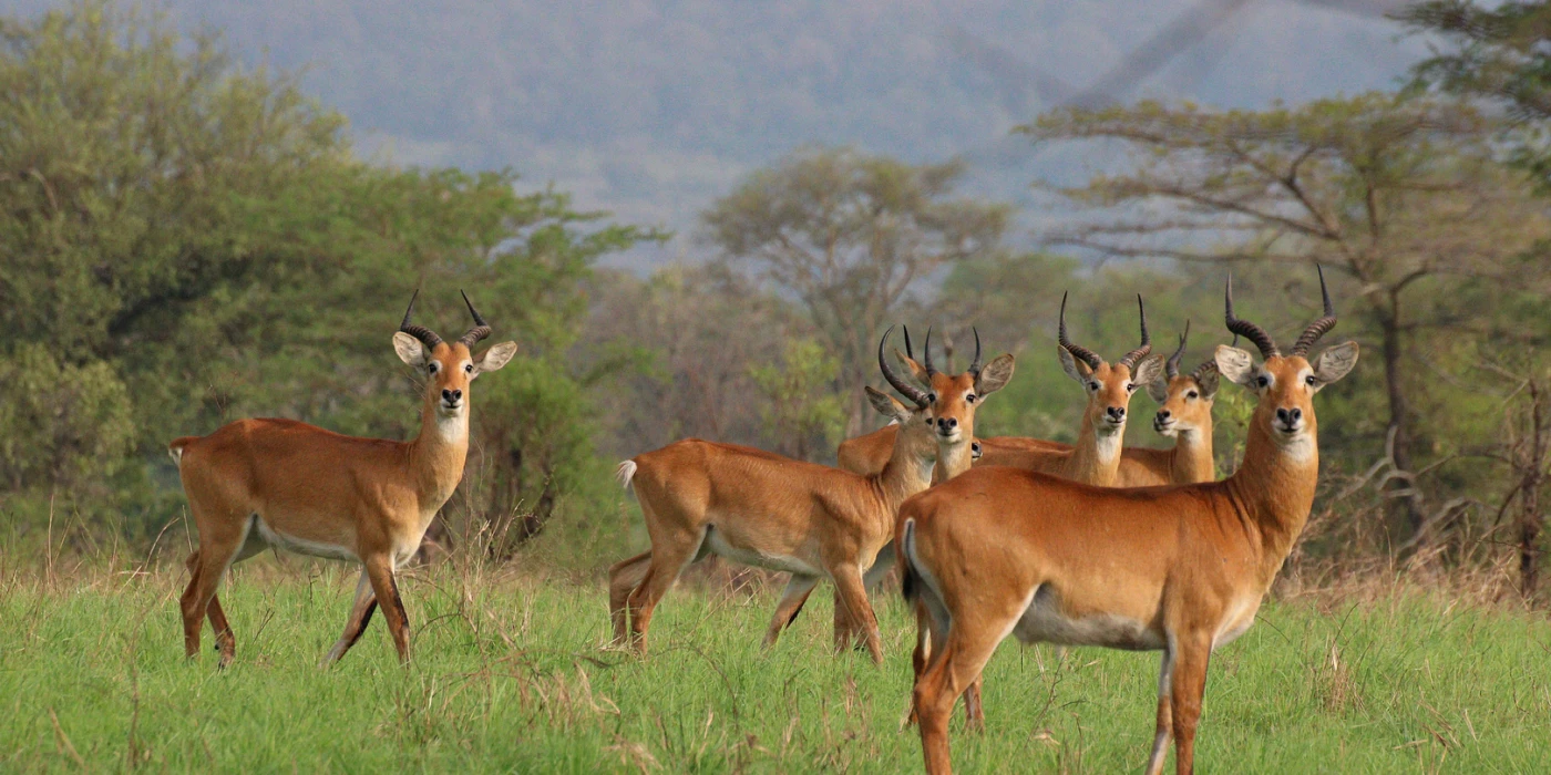 Toro semliki wildlife reserve