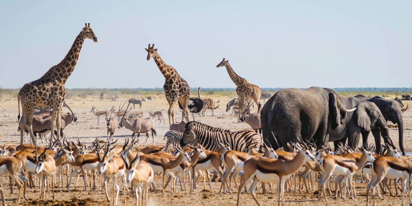 Etosha national park