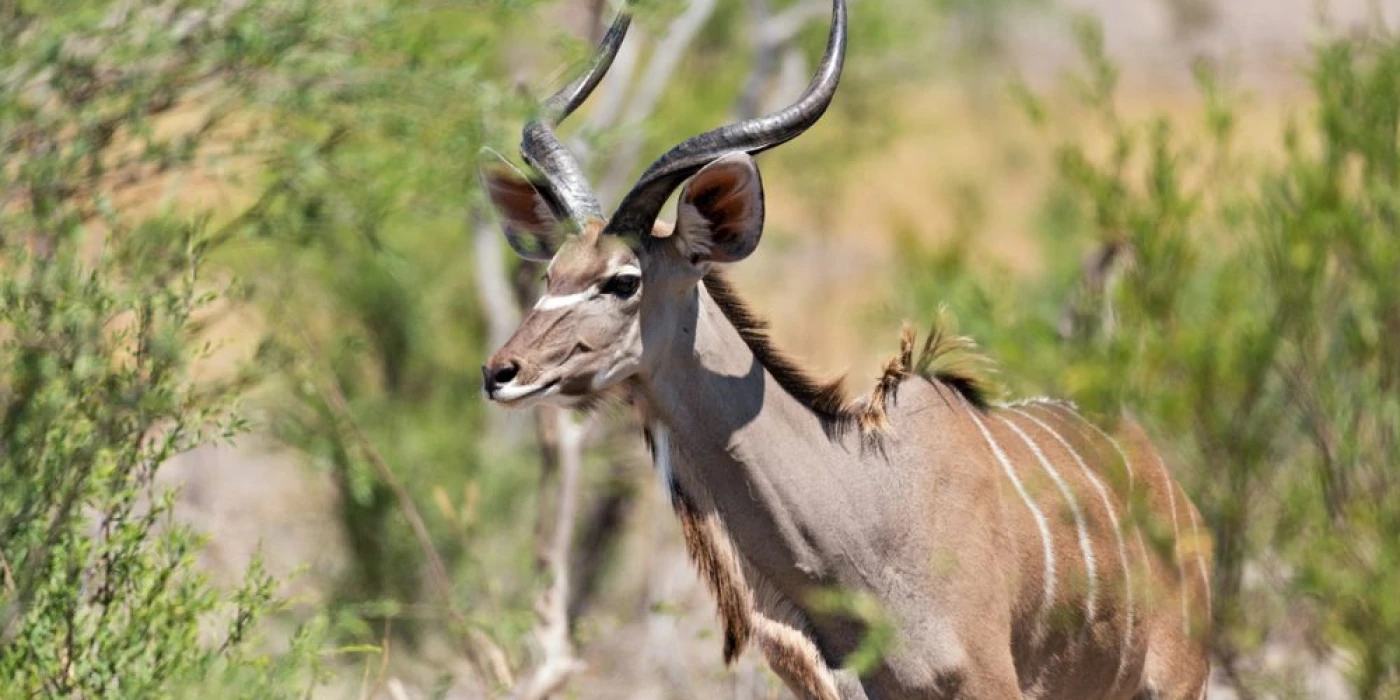 Khaudum national park