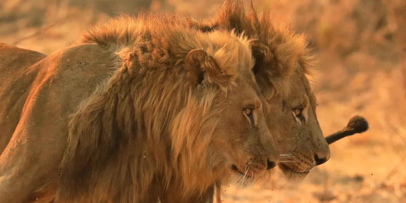 Mana pools national park