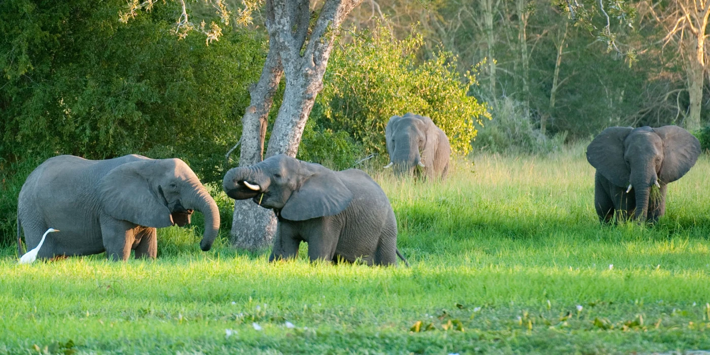 Gorongosa national park