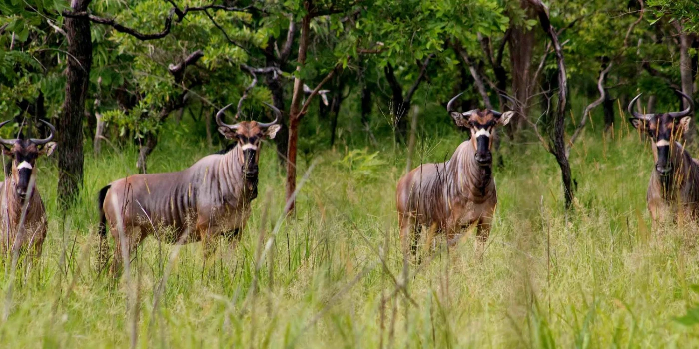 Gile national park