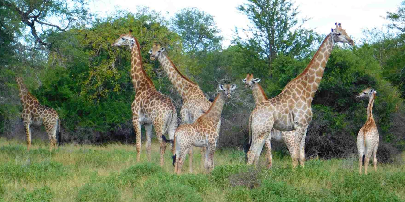 Limpopo national park