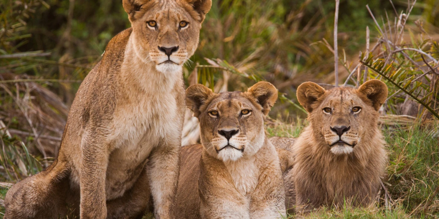 Niassa reserve