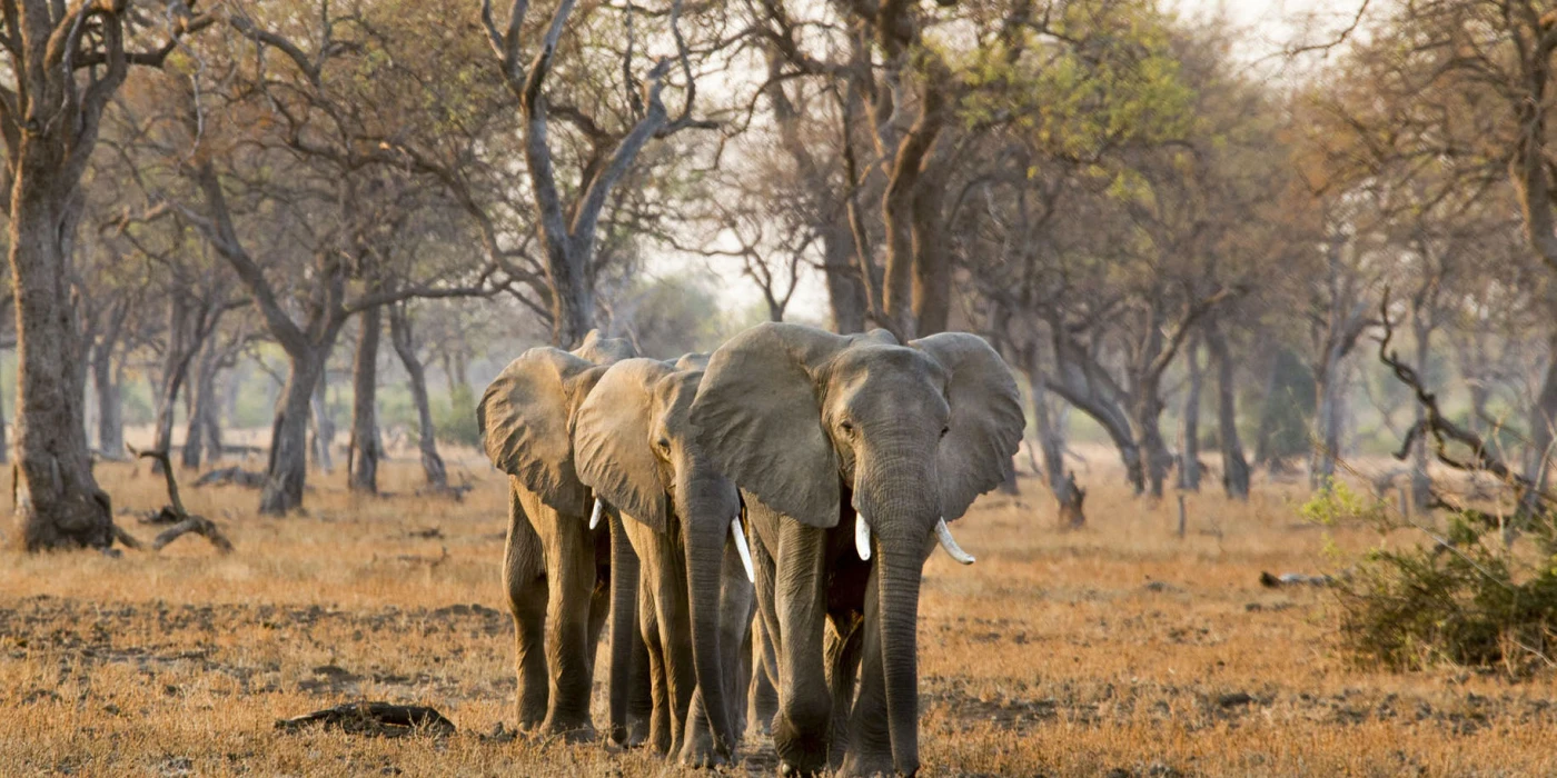 South luangwa national park