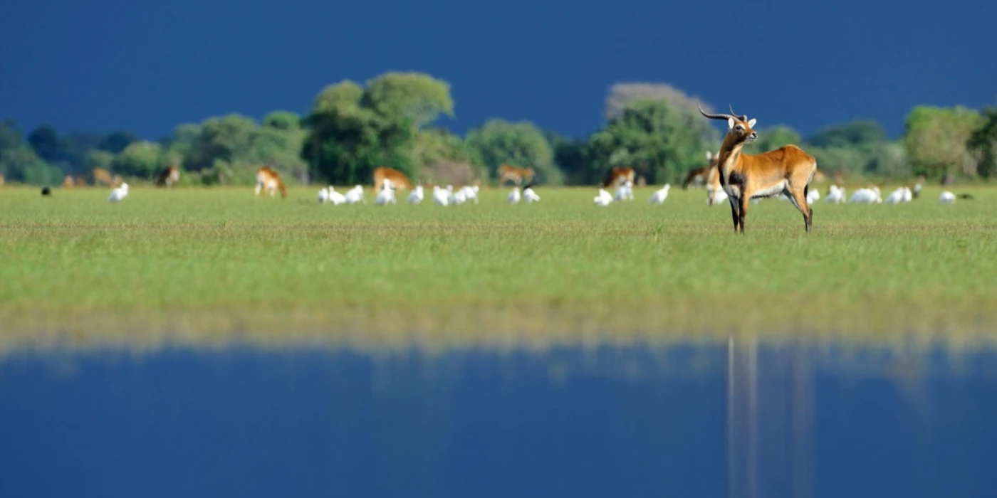 Bangweulu wetlands