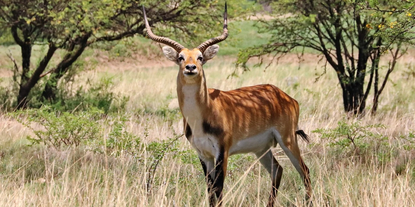 Lochinvar national park