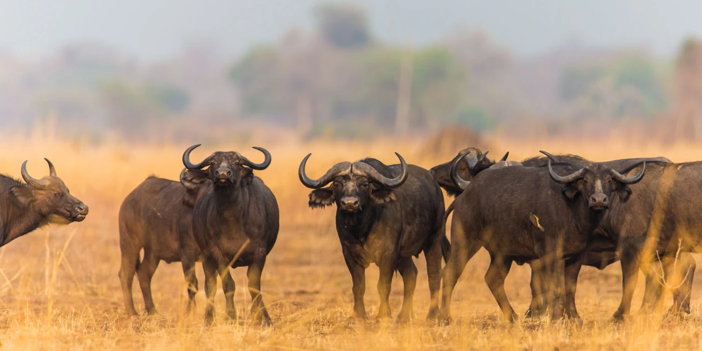 Luambe national park