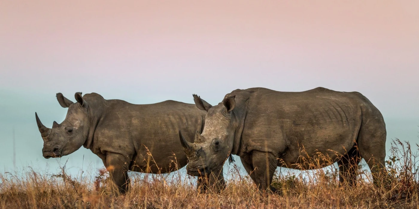 Hluhluwe imfolozi game reserve