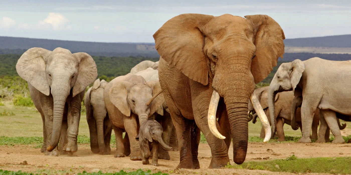 Addo elephant national park