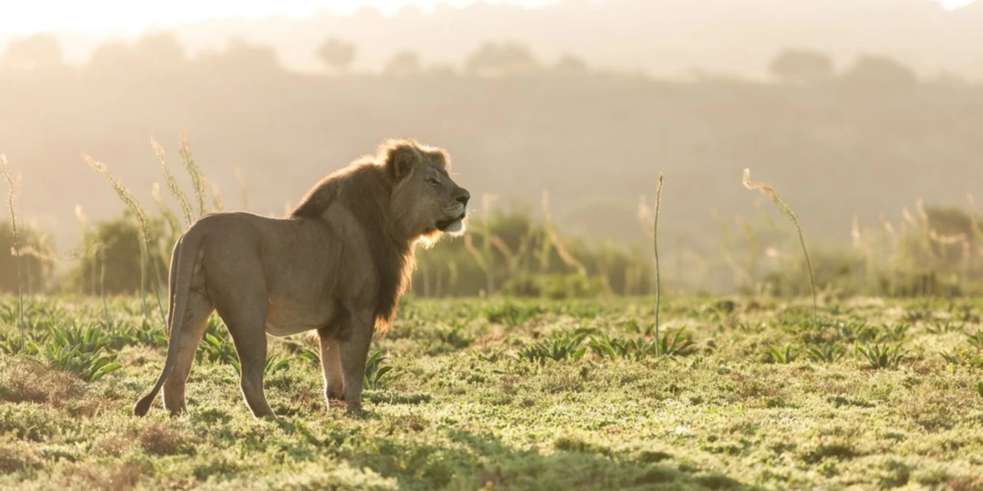 Amakhala private game reserve 