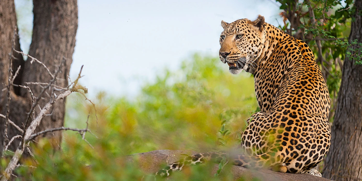 Balule private nature reserve   greater kruger