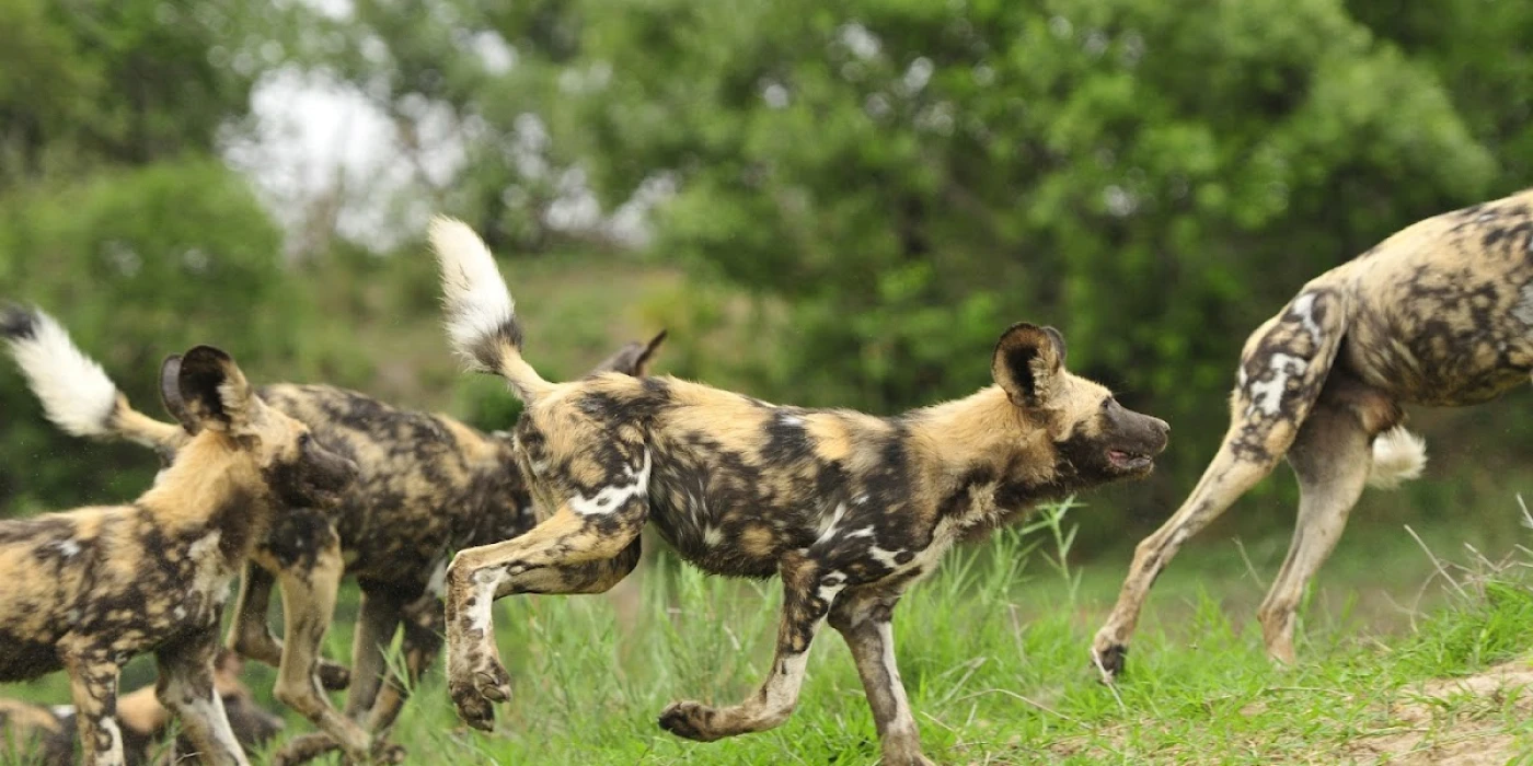 Inyati private game reserve   sabi sands