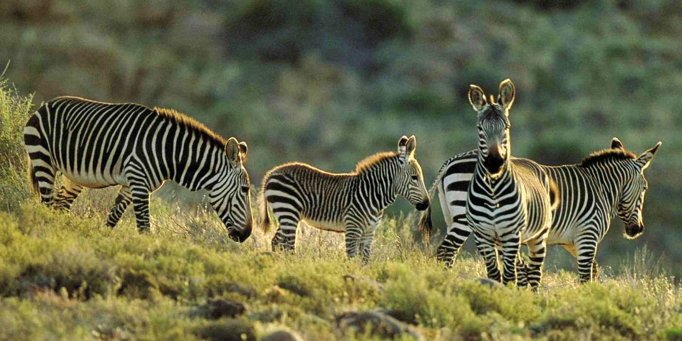 Karoo national park 