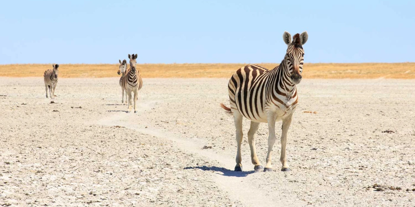 Kgalagadi transfrontier park 