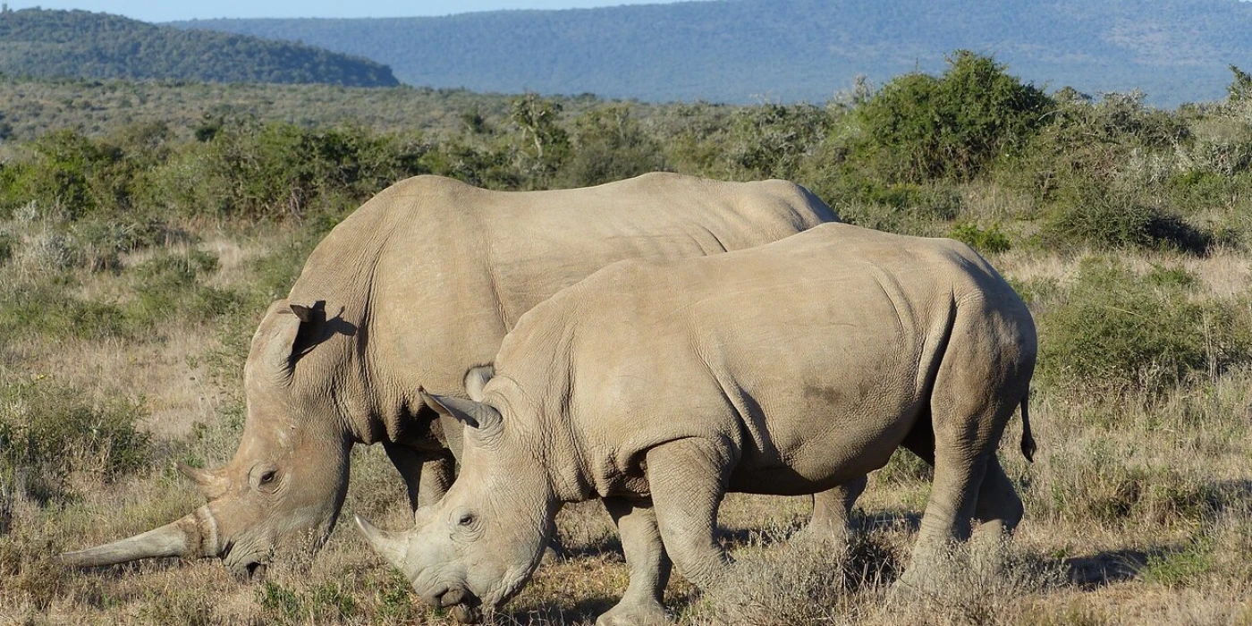 Kwandwe private game reserve 