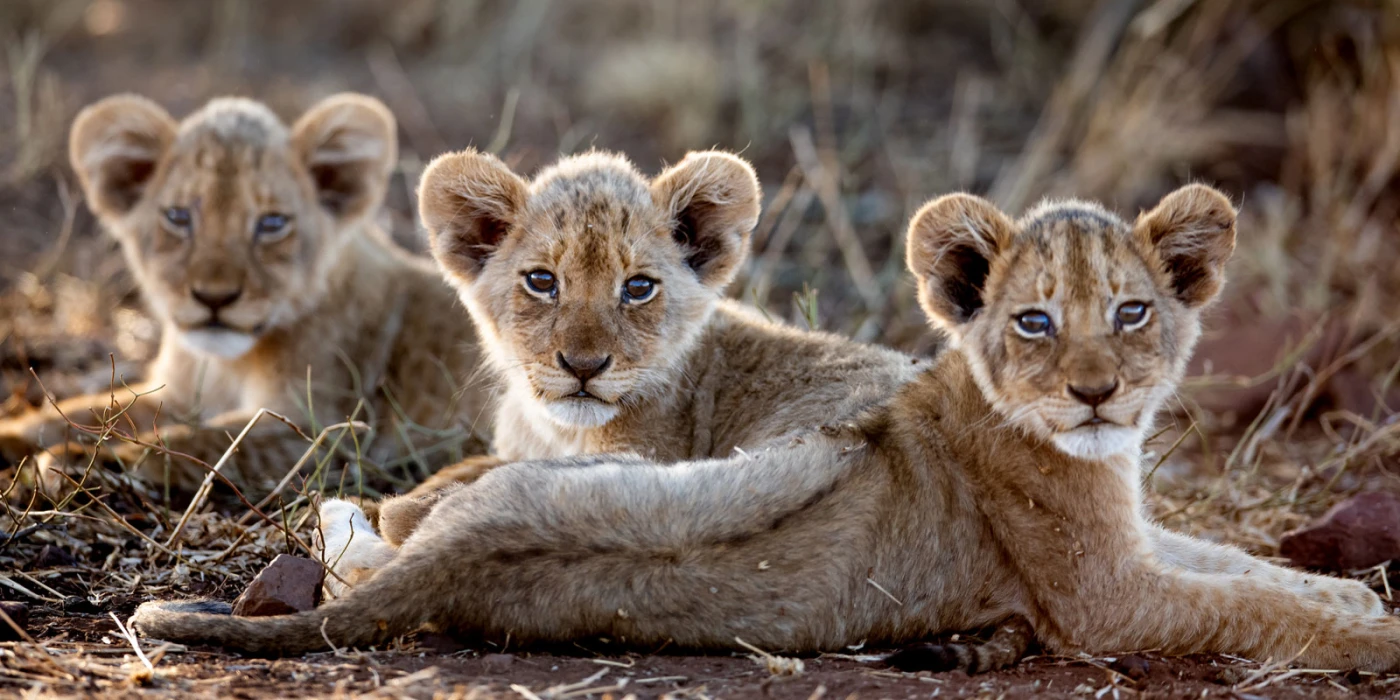 Londolozi private game reserve   sabi sands