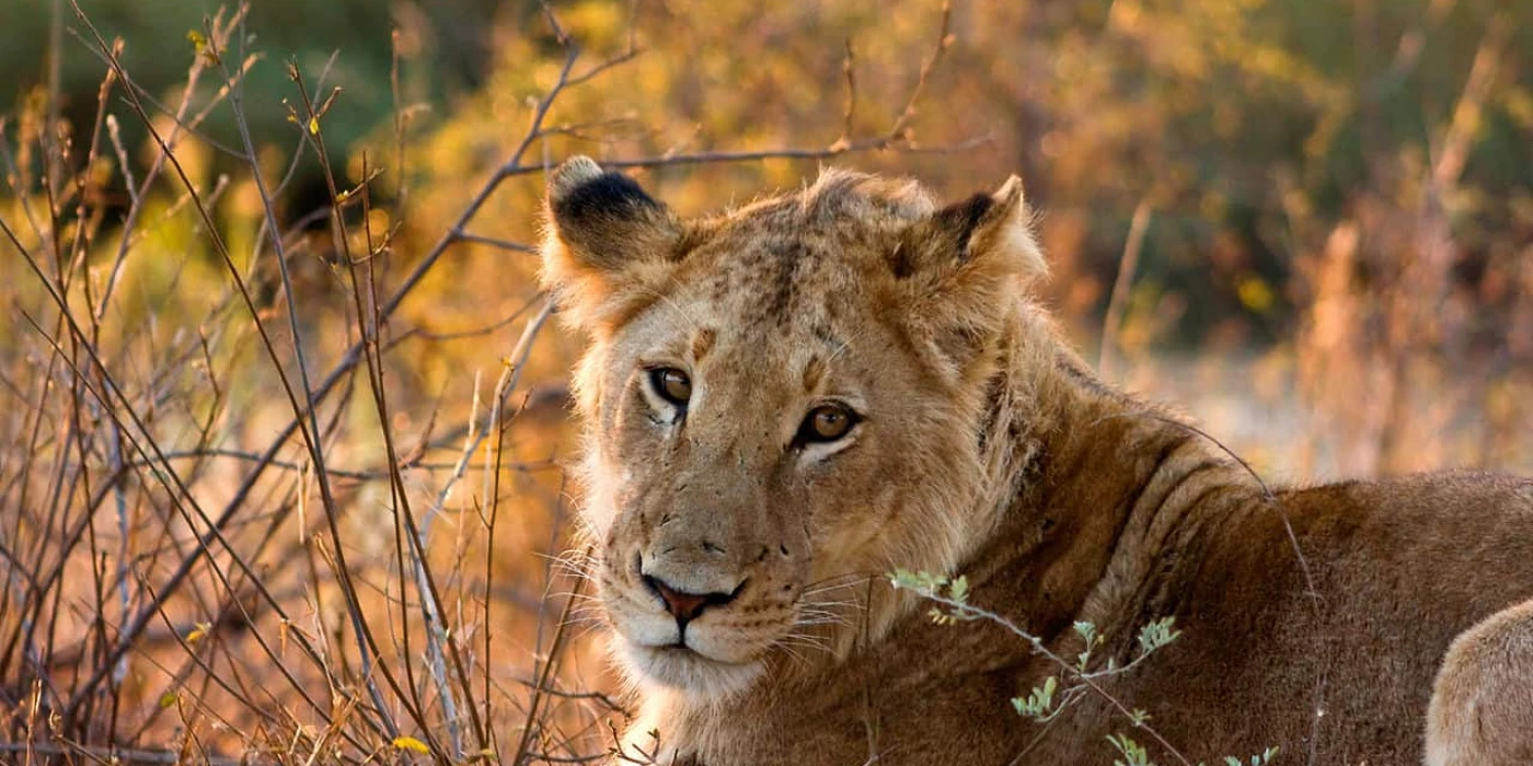 Lion sands private game reserve   sabi sands