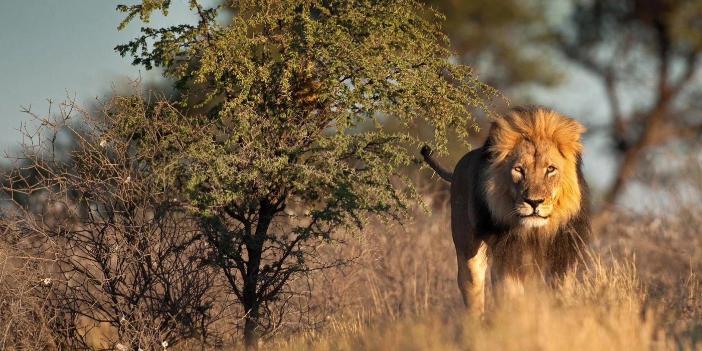 Makalali private game reserve   greater kruger