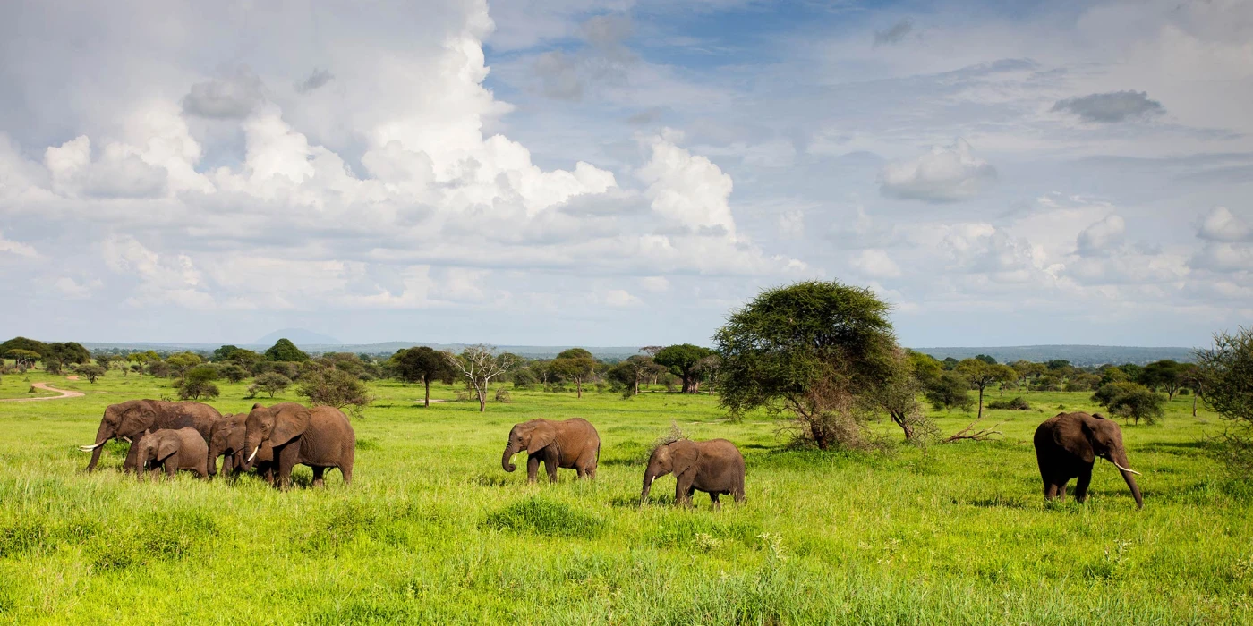 Manyeleti game reserve   greater kruger