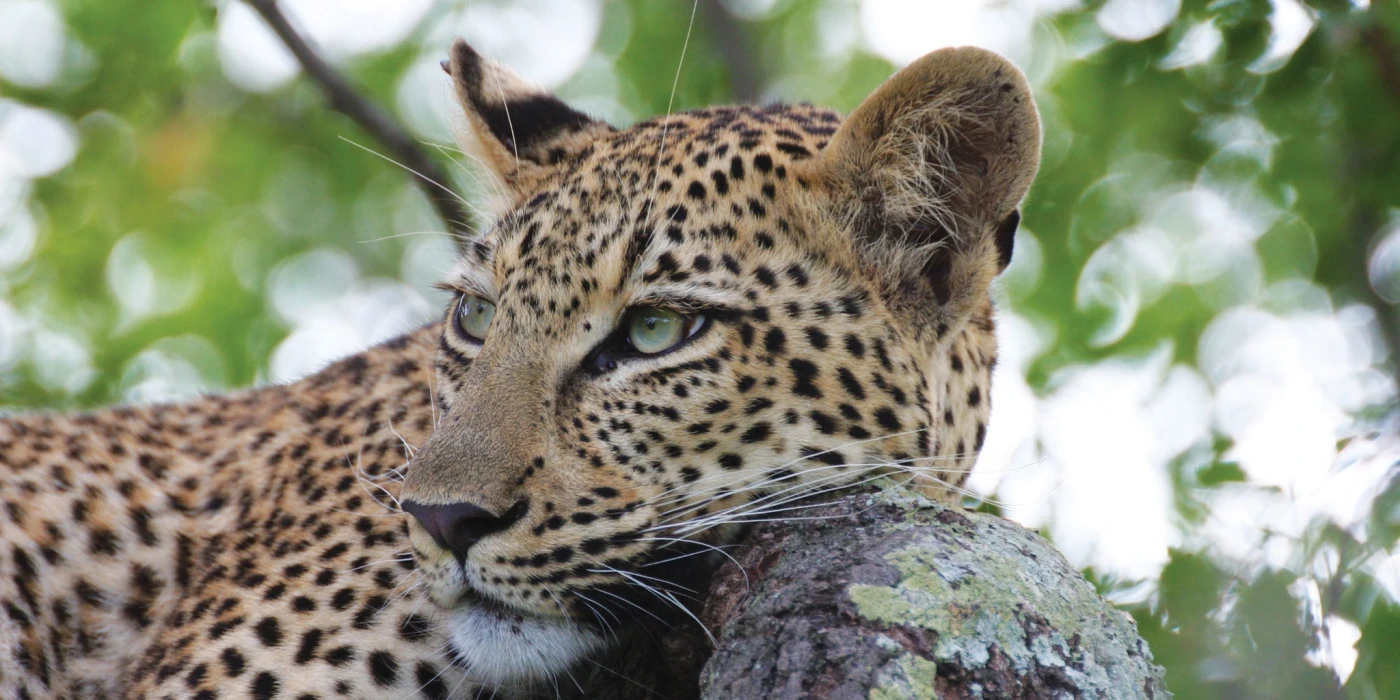 Marakele national park   waterberg biosphere