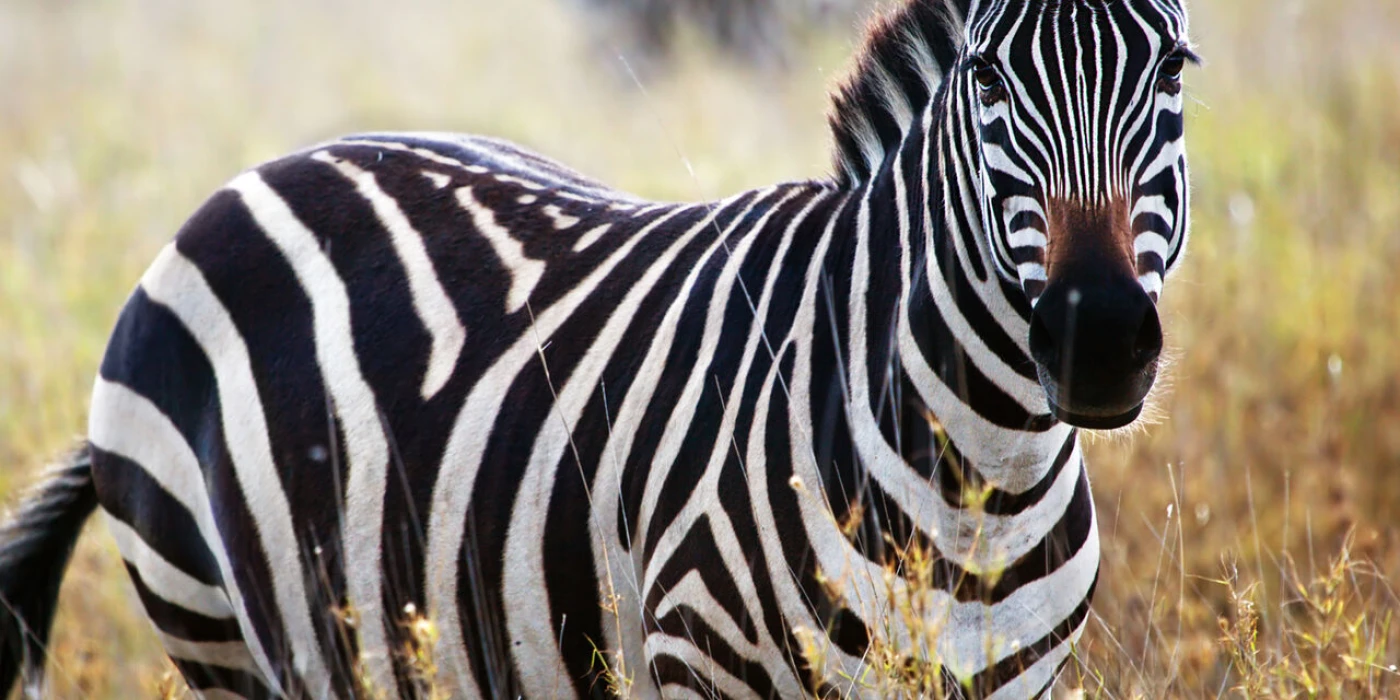 Mokala national park 