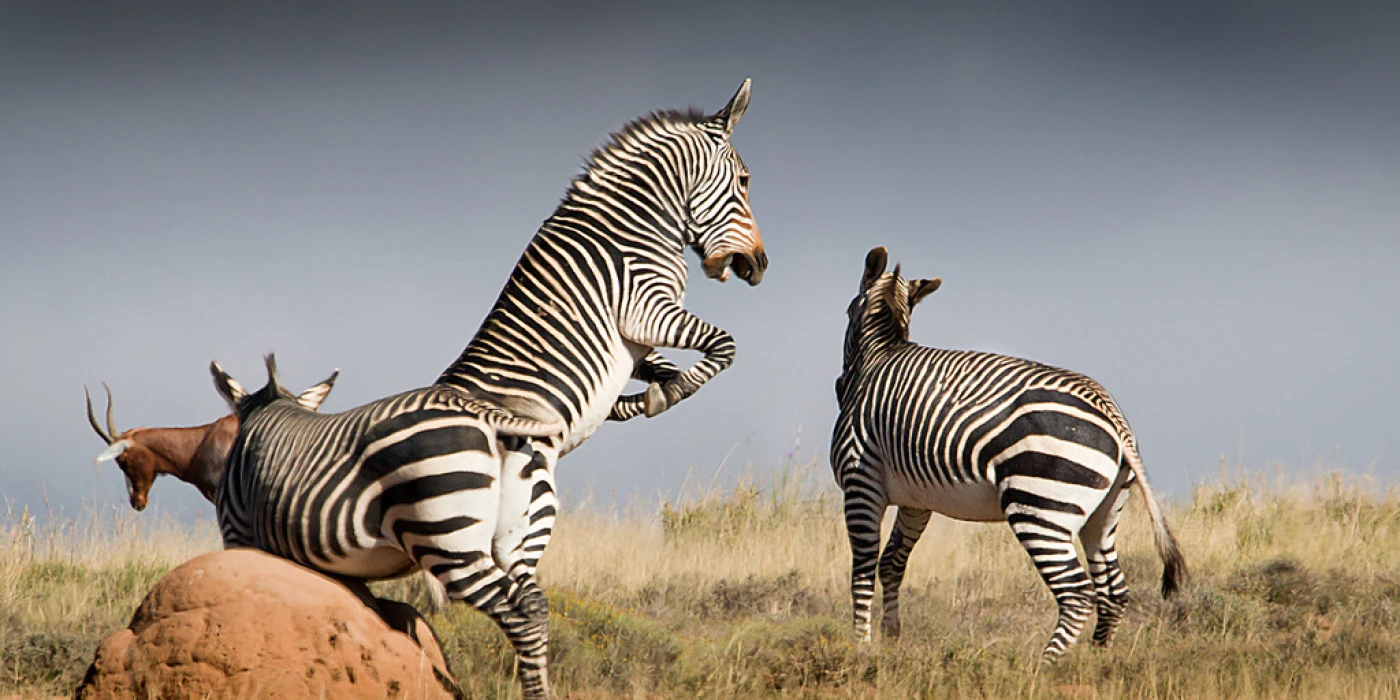 Mountain zebra national park