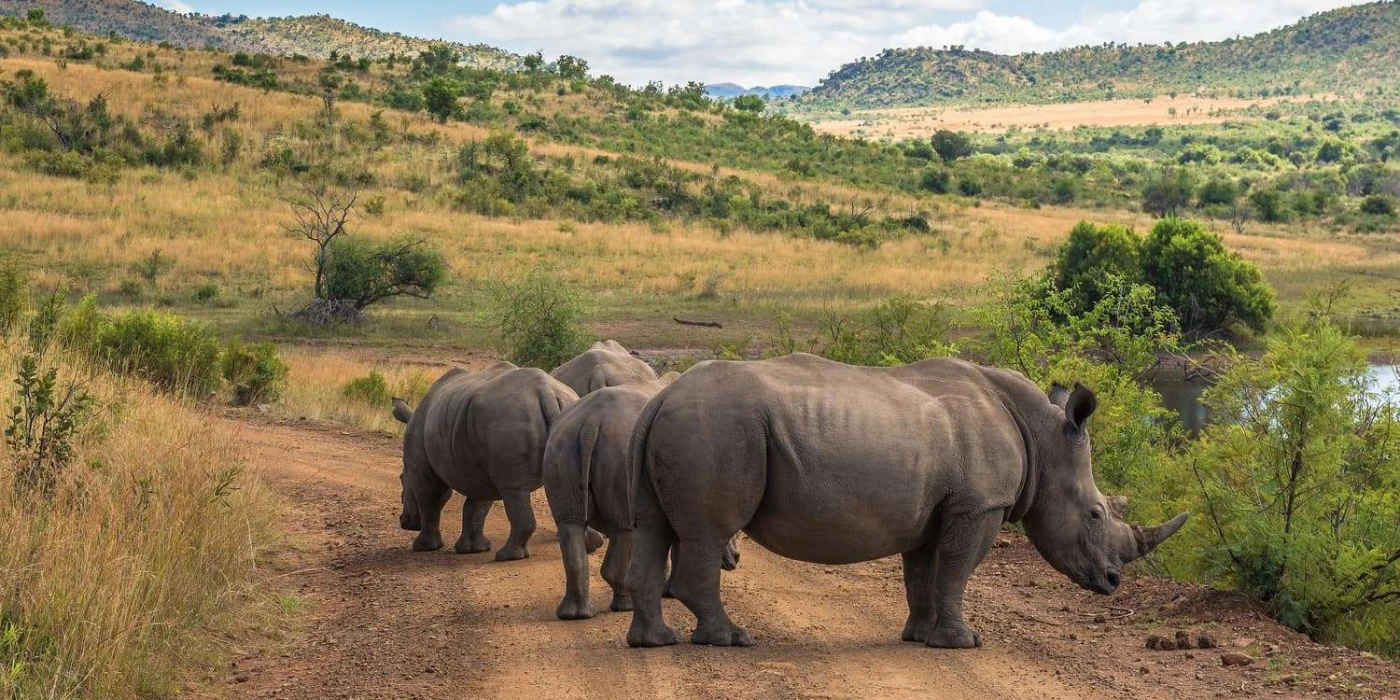 Pilanesberg game reserve 