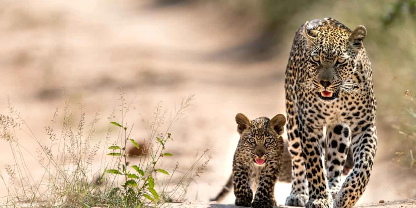 Singita sabi sand private game reserve   sabi sands