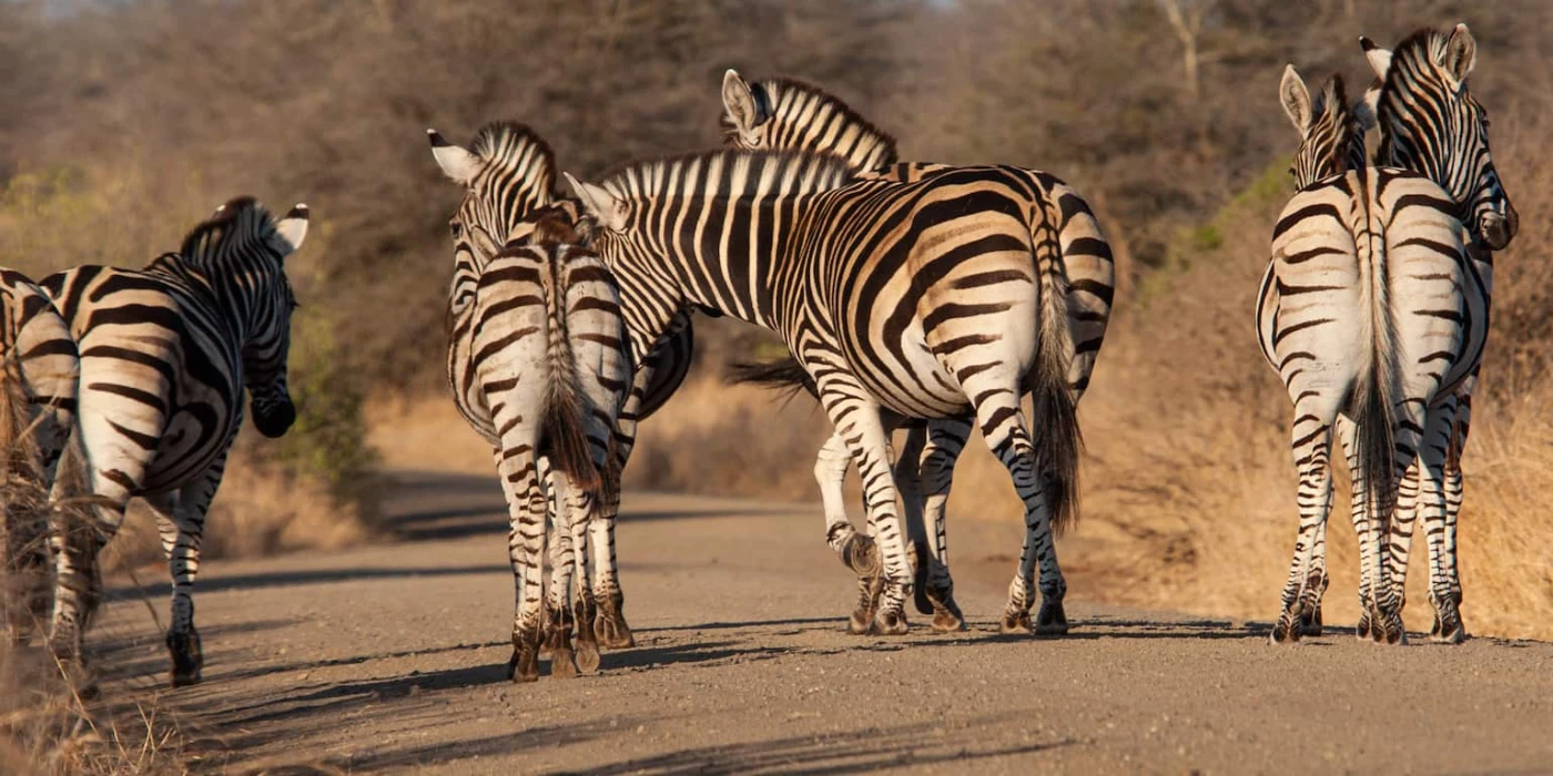 Spioenkop game reserve 