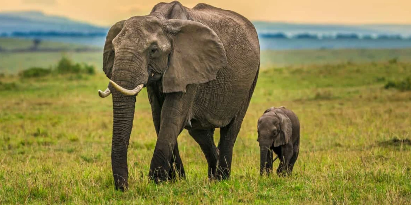 Tembe elephant park 