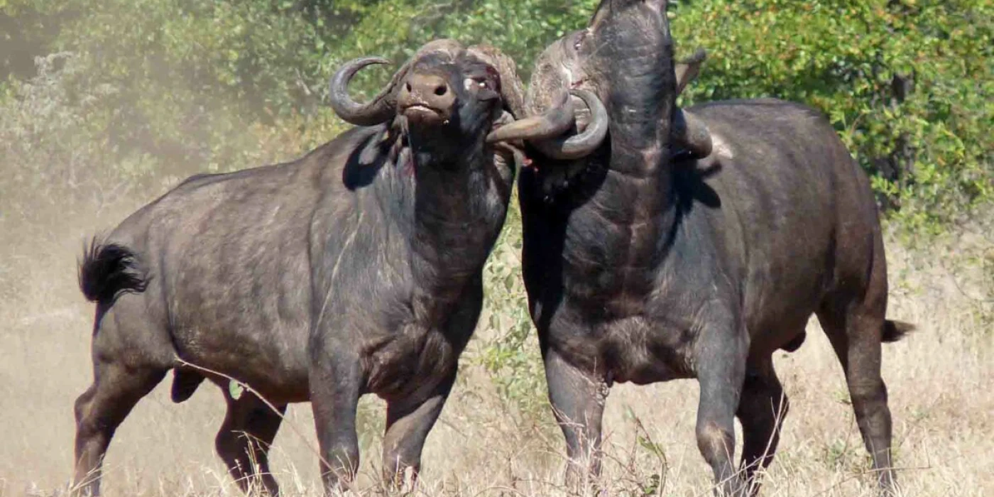 Timbavati private nature reserve   greater kruger