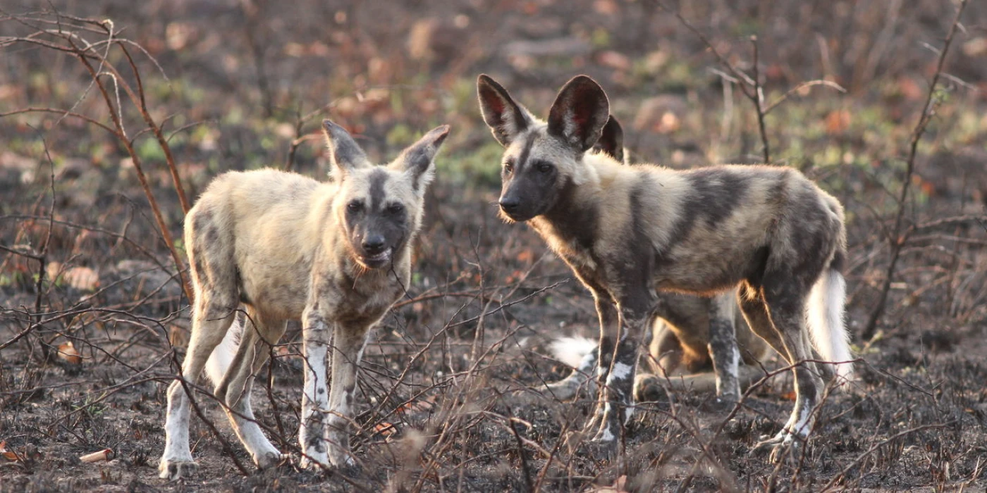 Umkhuze game reserve   isimangaliso wp