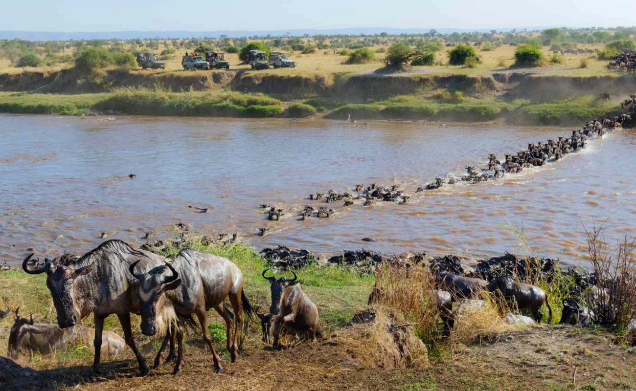 Unique wildebeest migration