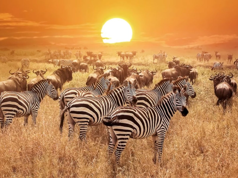 13 Tanzania Ultra- Luxury Safari & Romantic Mnemba Island