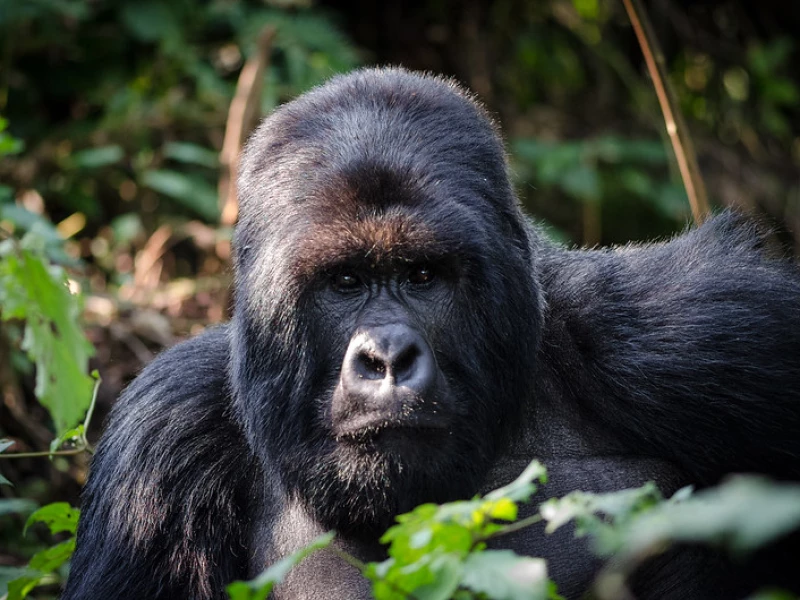 Uganda Fly-in Gorilla Trekking Unforgettable - 5 Days 