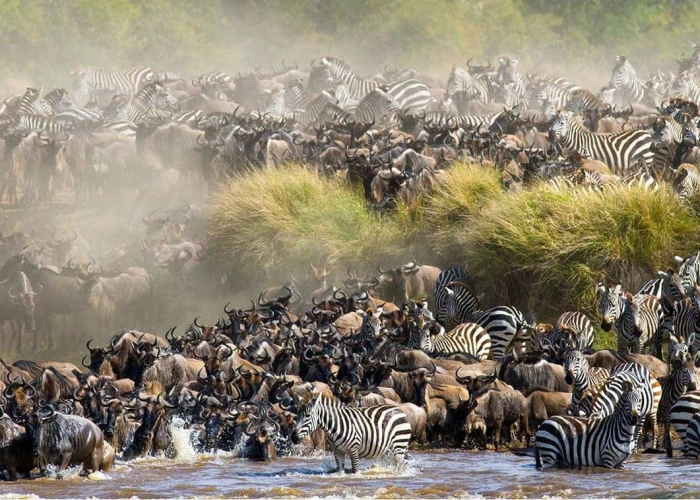 Serengeti Wildebeest Migration - 7 Days Safari