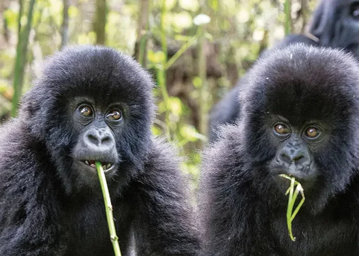 Rwanda Intimate Gorilla Tracking in 4 Days