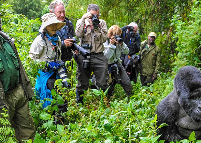 Journey to Rwanda Gorilla - 6 Days Trekking & Safari