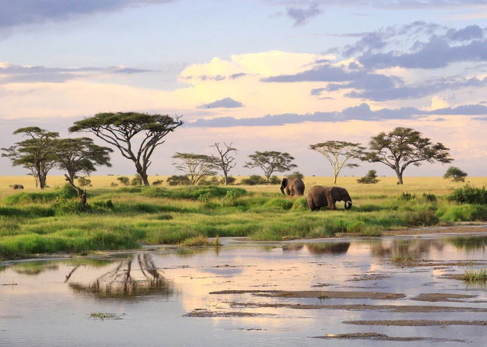 Serengeti & Ngorongoro Crater 3 Days Fly in Safari from/to Zanzibar