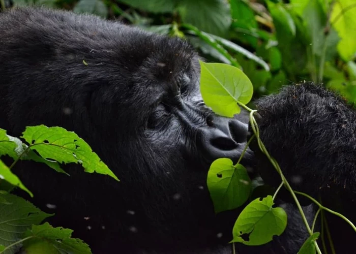 12 Days Rwanda – Gorilla Trekking, Tanzania – Serengeti Migration & Zanzibar Holiday