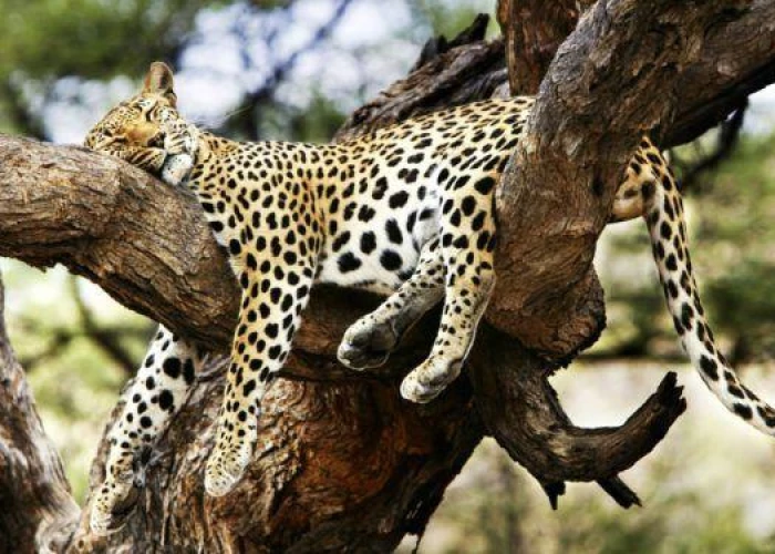 Samburu & Masai Mara and meets culture 8 Days Kenya Luxury Safari 