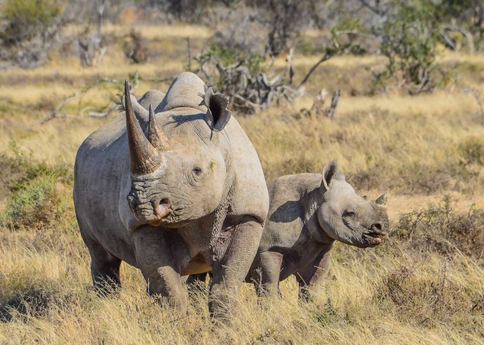 8 Days Unique Samburu black rhino Tracking & Masai Mara Big 5 Safari 