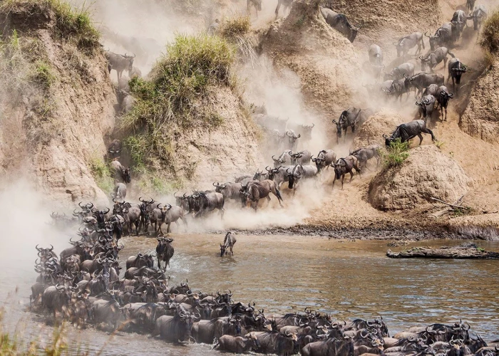 13 Days Kenya’s Masai Mara & Tanzania’s Serengeti & Crater Year-around Migration & Big 5 Safari