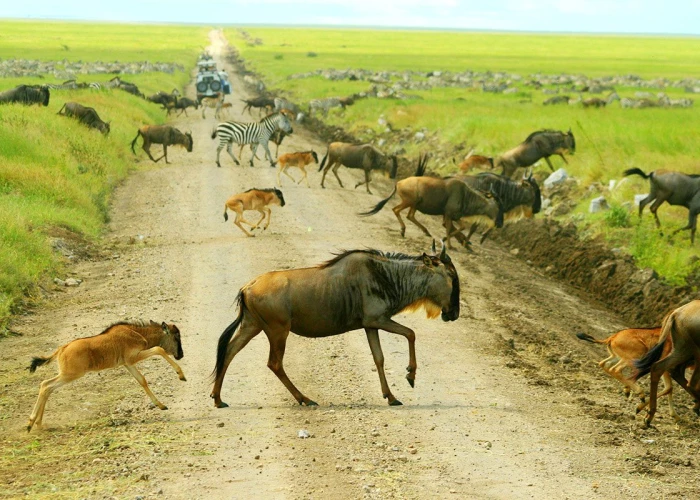 Tanzania & Kenya Wildebeest Migration 10 Days Safari 